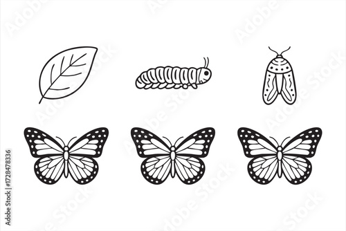 Outline vector illustration of butterfly life cycle with caterpillar, cocoon, leaf, and butterfly stages for education