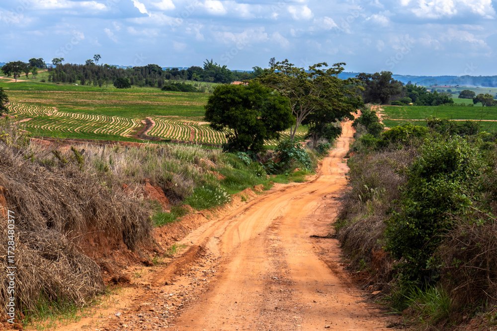 Fototapeta premium Dirt soil country road in countryside with green tree as tranquil nature travel in Brazil