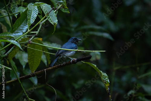 White-bellied Blue Flycatcher (Cyornis pallipes) perched gracefully in the Western Ghats forest habitat