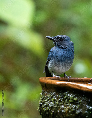 White-bellied Blue Flycatcher (Cyornis pallipes) perched gracefully in the Western Ghats forest habitat