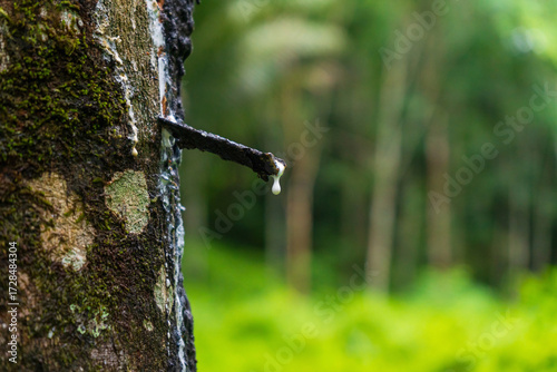 The white latex is about to drop into the cup.