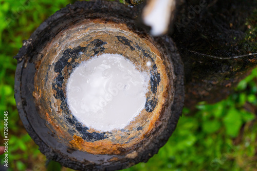 Rubber in the cup of rubber farmers.