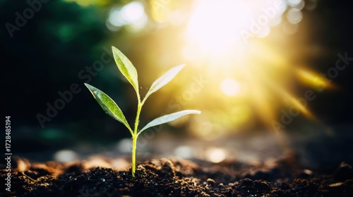 sapling. Young sapling emerging from rich soil, sunlight filtering through leaves in a detailed macro view. gardening catalogs, home-decor guides, designed for gardening and botanical catalogs.