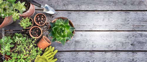 view directly above on succulent plant potted and gardenig equipment on woode...