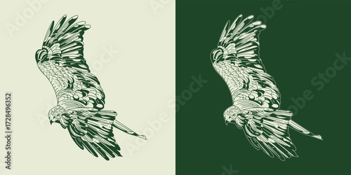 Wild Eagle in Flight Vector Drawing – Majestic Bird of Prey Illustration