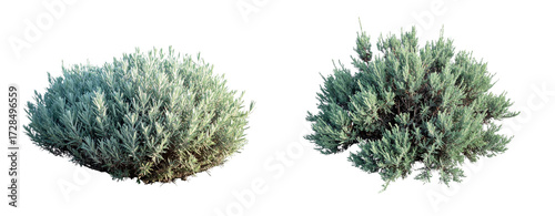 Set of Realistic Sagebrush Shrub with Silvery Green Leaves
