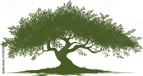 An illustration of an olive tree