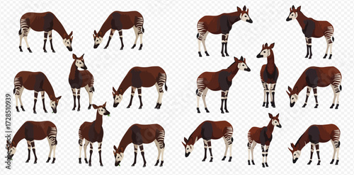Multiple illustrations of okapis in different poses, including standing and grazing, showcasing their unique dark brown bodies and striped legs on a transparent background.