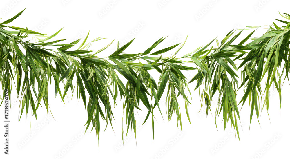 Fototapeta premium A trail of realistic ivy leaves or Ivy green with leaf. Png transparency