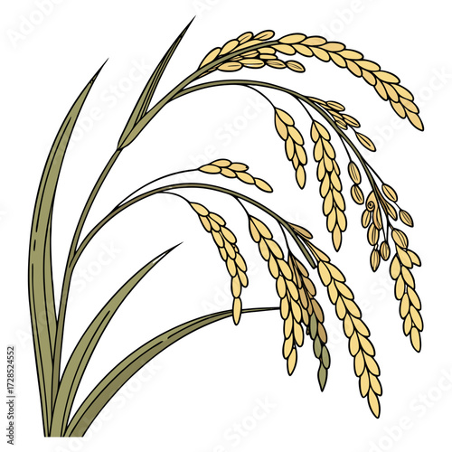 A close-up view of a mature rice plant panicle, with golden-yellow rice grains hanging densely on curved, slender stalks. The grains are fully developed and slightly husked, indicating readiness for h