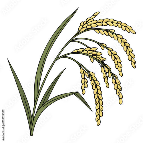 A close-up view of a mature rice plant panicle, with golden-yellow rice grains hanging densely on curved, slender stalks. The grains are fully developed and slightly husked, indicating readiness for h