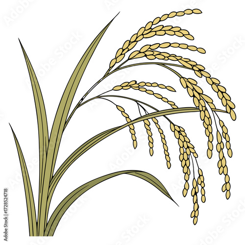 A close-up view of a mature rice plant panicle, with golden-yellow rice grains hanging densely on curved, slender stalks. The grains are fully developed and slightly husked, indicating readiness for h