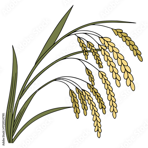 A close-up view of a mature rice plant panicle, with golden-yellow rice grains hanging densely on curved, slender stalks. The grains are fully developed and slightly husked, indicating readiness for h