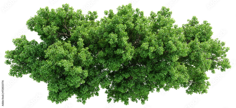 Obraz premium Lush green tree crown