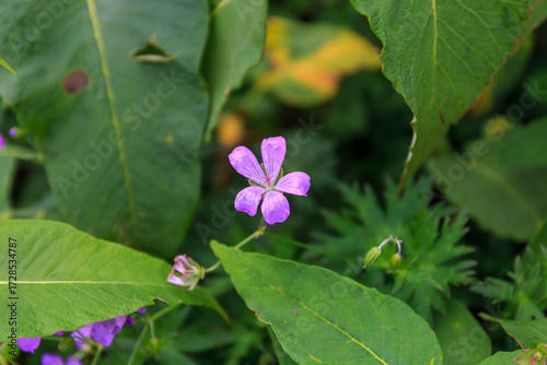 ハクサンフウロ
