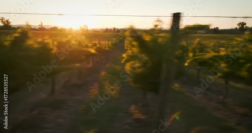 Scenic vineyard sunset with lush grapevines and hills