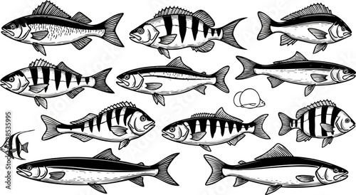 A diverse collection of black and white fish illustrations, featuring various species with detailed line art and striped patterns.
