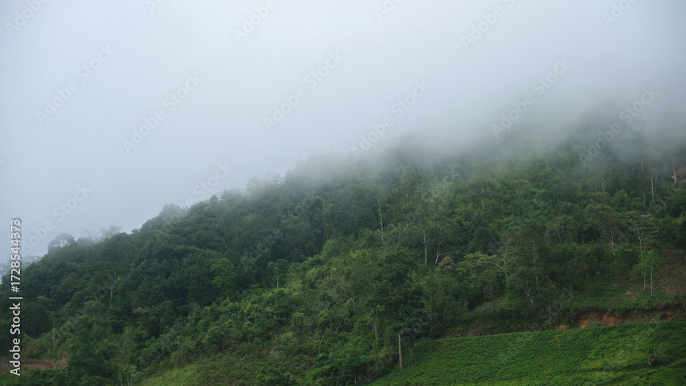 Naklejka premium Greenery forest and mountain views on cloudy day