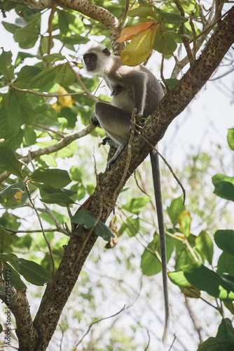 Sticker Adult macaque monkey Gray Langur also known as Hanuman Langur endemic of Sri