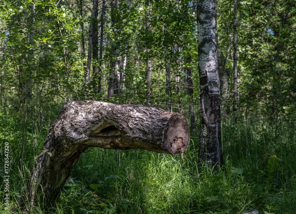 Fototapeta premium A crooked tree cut down in the forest on a summer day.