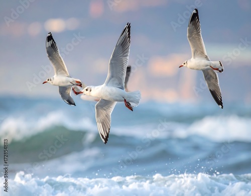 Three gulls soar over a turbulent sea