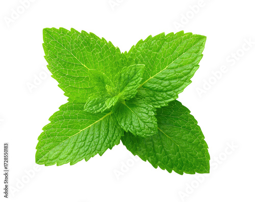 Close-up of fresh mint leaves (7)