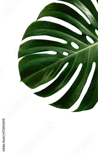 Close-up of a large tropical leaf