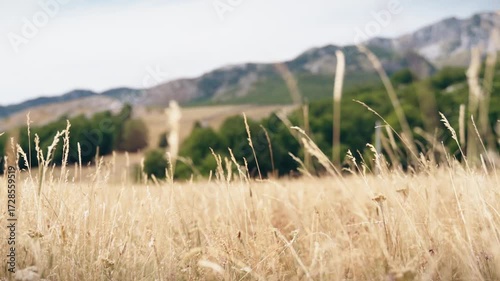 Cinematic shot of a field with dry grass against the background of mountains