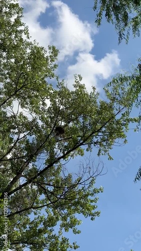trees in the sky
