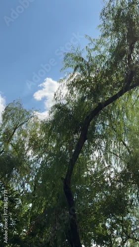 trees and sky