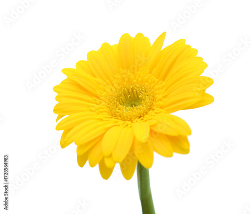 Yellow Gerbera Daisy on white background -