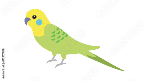 Charming budgerigar parrot perched gracefully isolated on white for avian beauty and pet themes