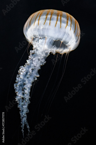 Jellyfish is floating in the water