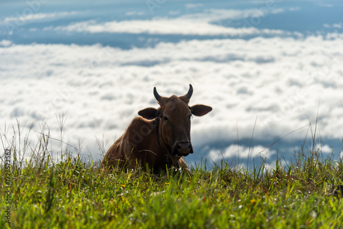 Cows grazing on a mountain with fog.