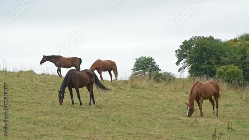 Herd or group of brown domestic horses grazing in a meadow on a pasture eating grass in the rural countryside in Germany, Europe