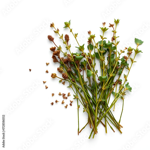 Maror (bitter herbs, symbolizing the bitterness of slavery) on a white background