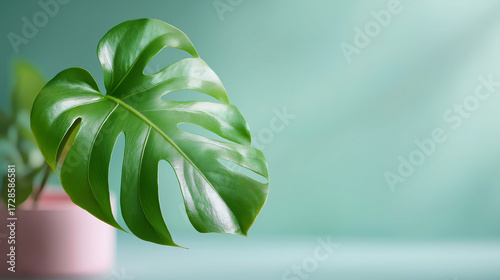 Single green tropical leaf on plain pastel background