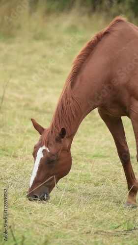 Brown domestic horse grazing in a meadow with long grass on a pasture in the rural countryside in Germany, Europe, slow motion vertical video