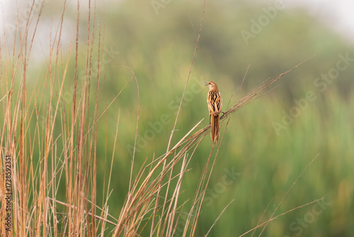 Striated Grassbird (Megalurus palustris)— Sky-bound singer, weaving dawn into ribbons of song.