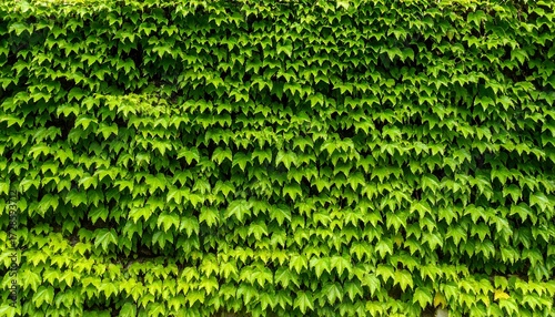 Dense wall of vibrant green leaves (1)