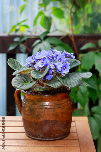 African violet (saintpaulia ionantha) flowers.