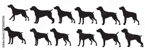 german shorthaired dog silhouette white background vector illustration