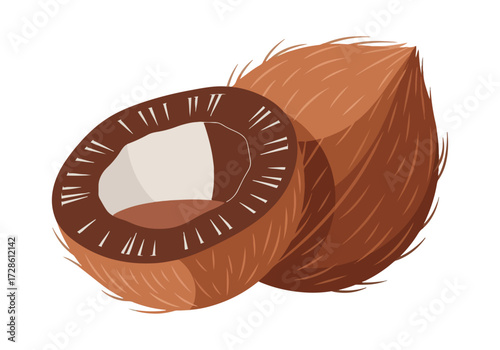 Two halves of coconut illustration