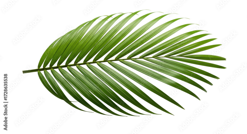 Obraz premium Green palm leaf isolated on white background cutout transparent png