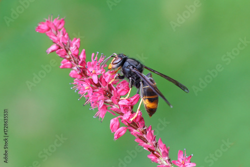 Asian Hornet ssp. nigrithorax, Asian Black Hornet (Vespa velutina nigrithorax). On flowers of Knotweed, knotgrass (Polygonum amplexicaule). Netherlands, September