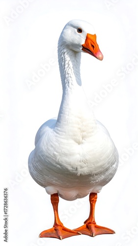 White goose against white background