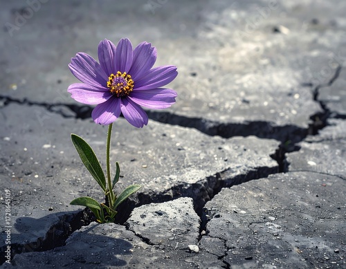 A vibrant purple flower sprouts from cracked asphalt