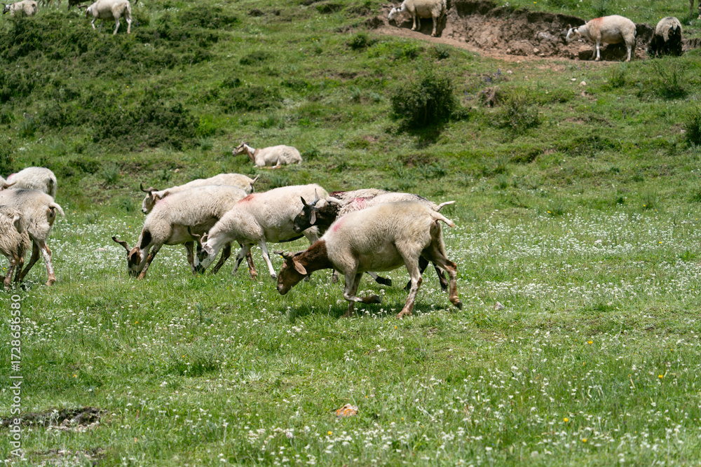 Fototapeta premium A flock of white sheep running and foraging on the grassland