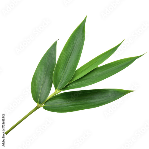 Bamboo Leaf (Sasa) — Transparent Background
