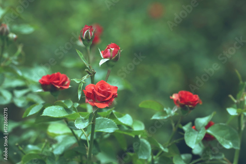 Beautiful red roses in garden